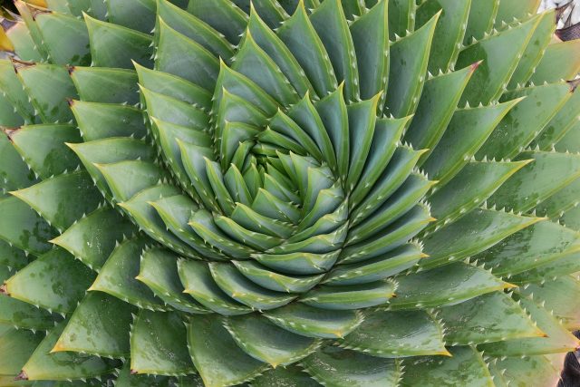 Kaktus  (ilustrační foto) | foto: Fotobanka Pixabay
