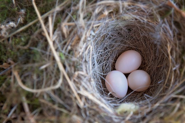 Vajíčka v ptačím hnízdě | foto: Fotobanka Pixabay