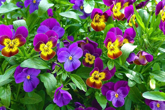 Ne všechny květiny chladné teploty zvládnou. Macečky ano  (ilustrační foto) | foto: Fotobanka Pixabay