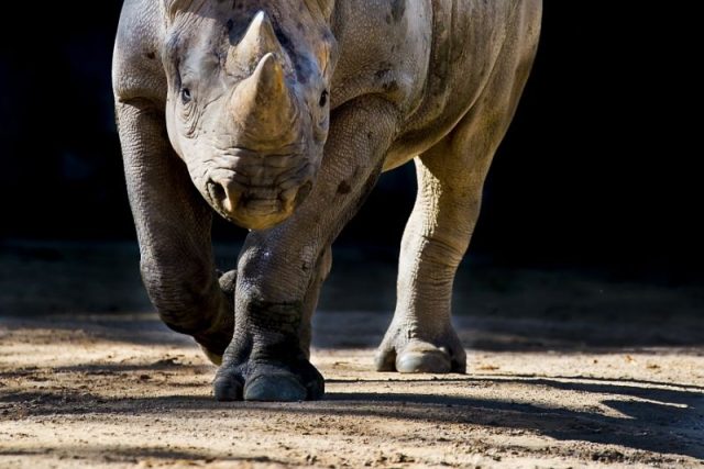ZOO Dvůr Králové posílá dalšího nosorožce do Afriky. Eliška vyrazí na cestu | foto: Lukáš Pavlačík
