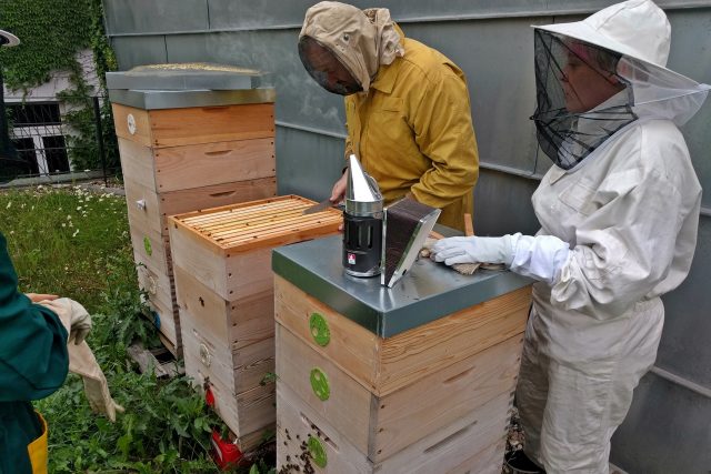Upatlané ruce. Vytáčení medu jako komunitní záležitost a vrchol včelařské sezóny | foto: Jana Patočková