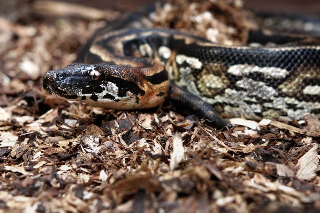 Samec hroznýše madagaskarského v ZOO Dvůr Králové nad Labem | foto: Simona Jiřičková