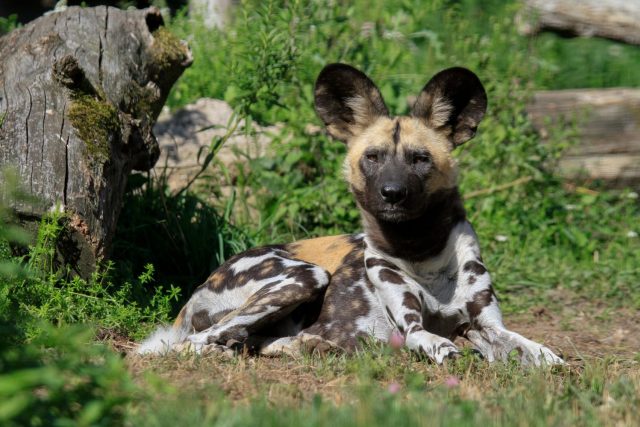ZOO Dvůr Králové chce obnovit chov psů hyenových | foto: Simona Jiřičková