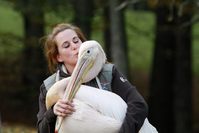 Odchyt pelikánů v ZOO Dvůr Králové nad Labem | foto: Simona Jiřičková
