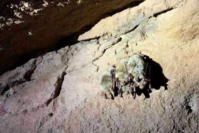 Na Broumovsku sčítají v podzemních štolách netopýry,  kteří tam tráví zimu v hlubokém spánku | foto: Václav Plecháček,  Český rozhlas