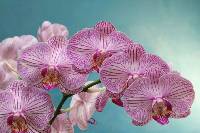 Orchidejím škodí mnoho i příliš málo světla  (ilustrační foto) | foto:  pixabay.com