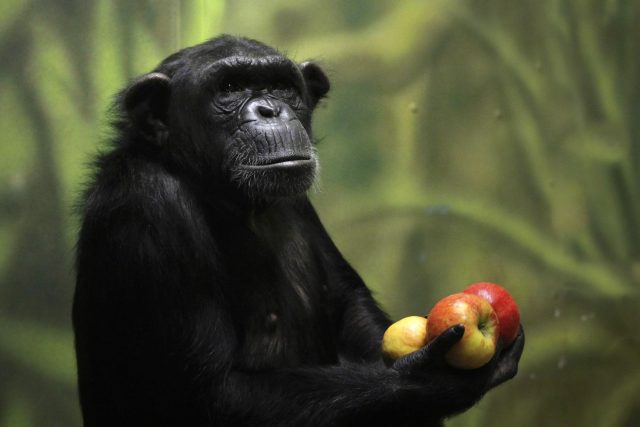 Do ZOO Dvůr Králové přijely tři nové samice šimpanzů | foto: Simona Jiřičková