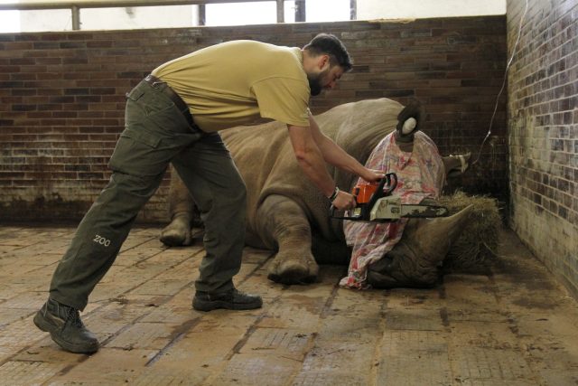 Ve Dvoře Králové odstraňují nosorožcům rohovinu. ZOO tak chce ochránit své svěřence  | foto: Simona Jiřičková