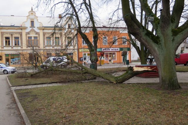 Centrum Týniště nad Orlicí se promění. Přispěl k tomu silný vítr,  který před měsícem ulomil silnou větev z jedné z lip na Mírovém náměstí | foto: MÚ Týniště nad Orlicí