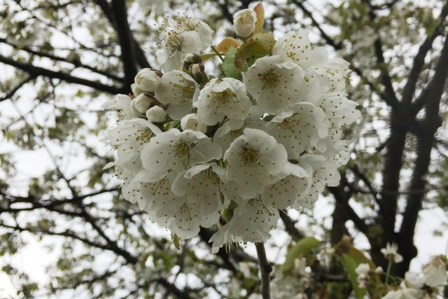 Kvetoucí stromy ohrožují jarní noční mrazíky  (ilustrační foto)  | foto: Jitka Cibulová Vokatá,  Český rozhlas