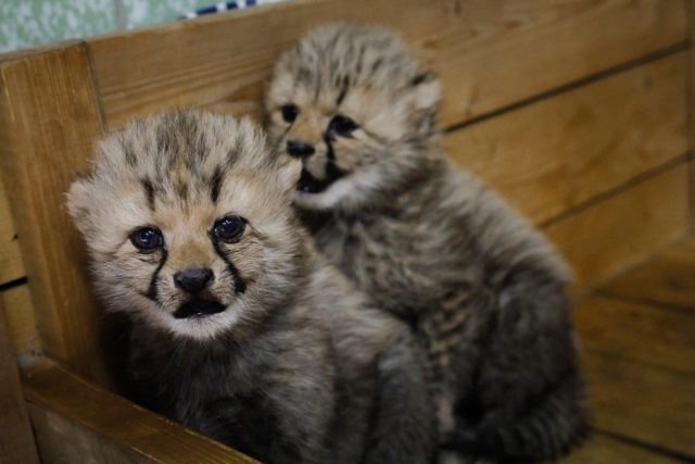Česko - francouzská gepardí rodina se v ZOO Dvůr Králové nad Labem rozrostla o dvě mláďata | foto: Simona Jiřičková