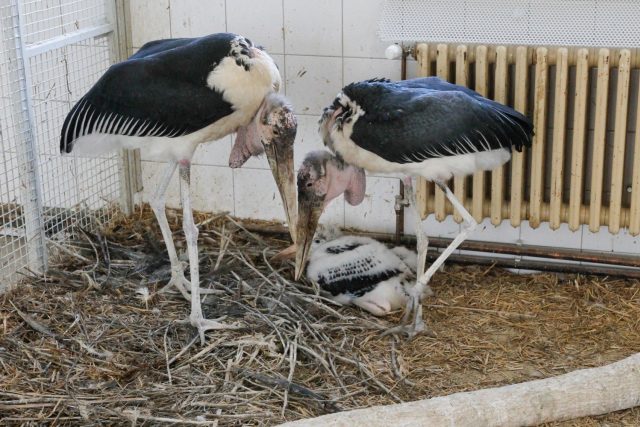 Královédvorská ZOO se chlubí mládětem vzácného čápa marabu | foto: Simona Jiřičková