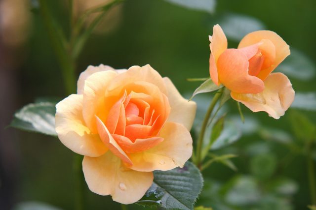 růže | foto:  pixabay.com
