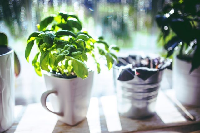 Bylinky pěstované na zahradách,  balkonech bytů či parapetech oken se staly hitem | foto: Fotobanka Pixabay