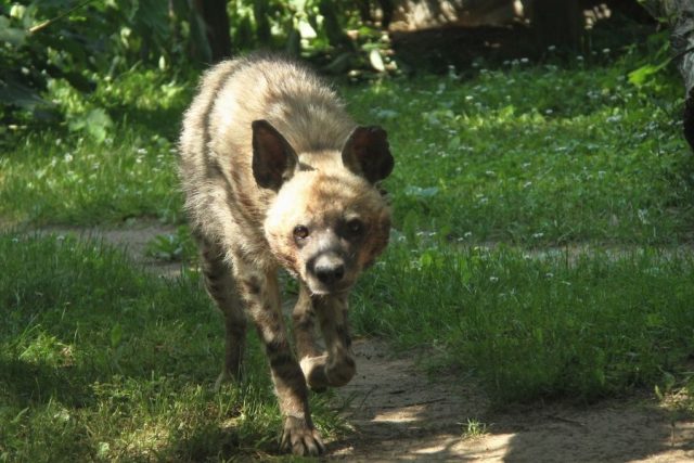 Do ZOO Dvůr Králové se po 30 letech vrací hyeny žíhané | foto: Jakub Labský