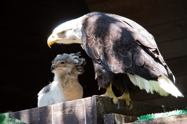 Adoptivní orlí rodiče ze ZOO Liberec se starají o mládě hadilova písaře z dvorské zahrady | foto: ZOO Liberec