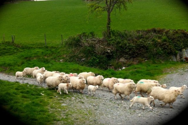 Na cestách s Petrem Voldánem do přehlíženého,  ale pozoruhodného Walesu,  kde žije víc ovcí než lidí | foto: Petr Voldán,  Český rozhlas
