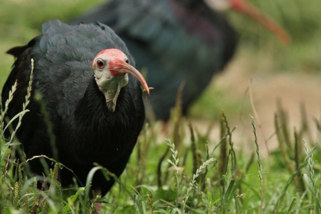 Zoolog Michal Podhrázský je náležitě hrdý na to,  že se podařil prvoodchov ibise jihoafrického | foto: Jakub Labský