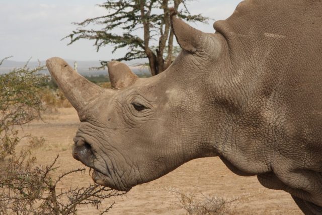 Nájin,  jedna ze svou posledních samic nosorožce tuponosého severního. Narodila se v ZOO Dvůr Králové,  dnes žije v keňské Ol Pejetě | foto: Jan Stejskal