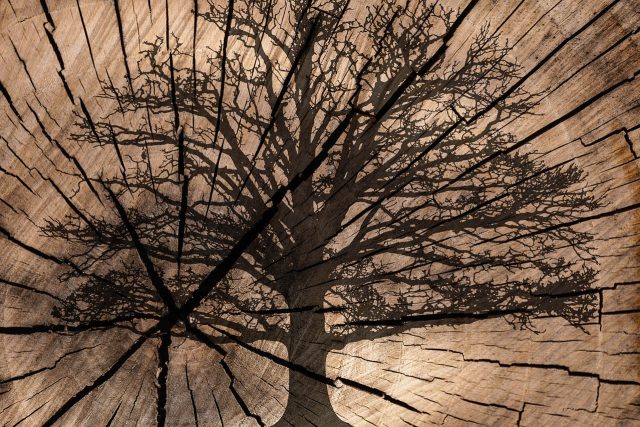 Letokruhy,  dřevo a strom  (ilustrační foto) | foto: Fotobanka Pixabay