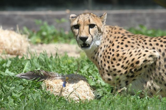Gepardům můžete pomoci u tak,  že odevzdáte svůj starý elektrospotřebič | foto: Jakub Labský