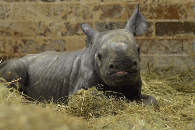45. nosorožec dvourohý v ZOO Dvůr Králové:je holka | foto: Kateřina Lochovská