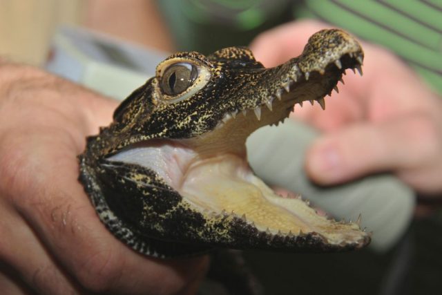 Mláďata krokodýlů čelnatých mají za sebou čipování. Zoologové jim vystavili něco jako &quot;rodný list&quot; | foto: Jakub Labský