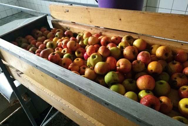 Na slabší úrodu jablek si stěžují nejen ovocnáři,  ale i moštárny  (ilustrační foto) | foto: Petra Ševců,  Český rozhlas