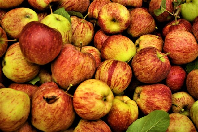 Jablka odrůdy Cameo vydrží v optimálních skladovacích podmínkách do ledna | foto: Vladislava Wildová,  Český rozhlas