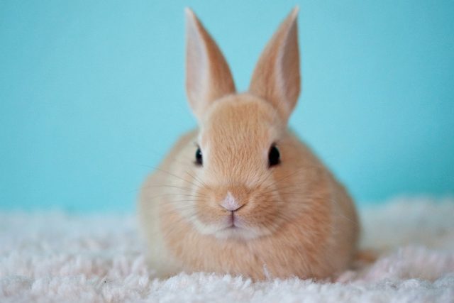 Zvěrolékař MVDr. Petr Falta vám poradí s chovem králíků  (ilustrační foto) | foto:  pixabay.com