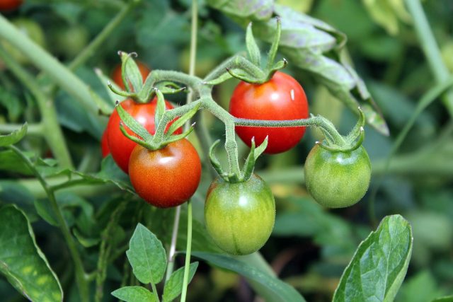 rajčata | foto:  pixabay.com
