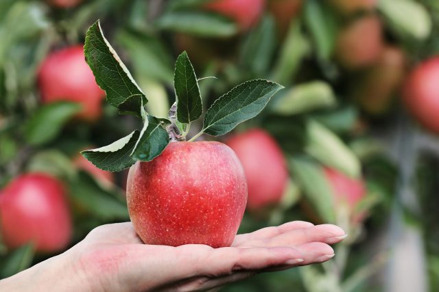 Situace s pěstováním jablek je složitá nejen u českých pěstitelů,  ale také u ovocnářů v řadě dalších zemí  (ilustrační foto) | foto: Creative Commons CC0 1.0 Universal,  Fotobanka Pixabay
