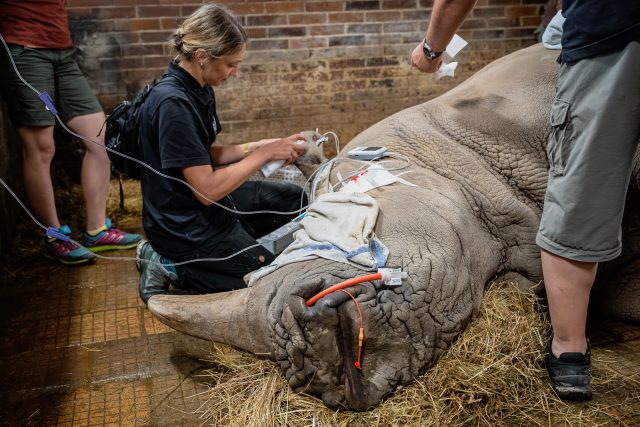 Nosorožec tuponosý jižní – odběr vajíček | foto: Helena Hubáčková,  Safari Park Dvůr Králové