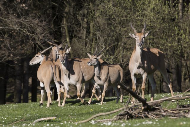 K vůbec nejtěžším a největším zvířatům patří antilopa losí | foto: Lukáš Pavlačík / Safari Park Dvůr Králové
