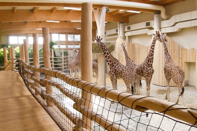 Zimní expozice žiraf v Safari Parku Dvůr Králové | foto: Simona Jiřičková