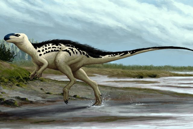 Burianosaurus augustai | foto: Edyta Felcyn a Jakub Kowalski