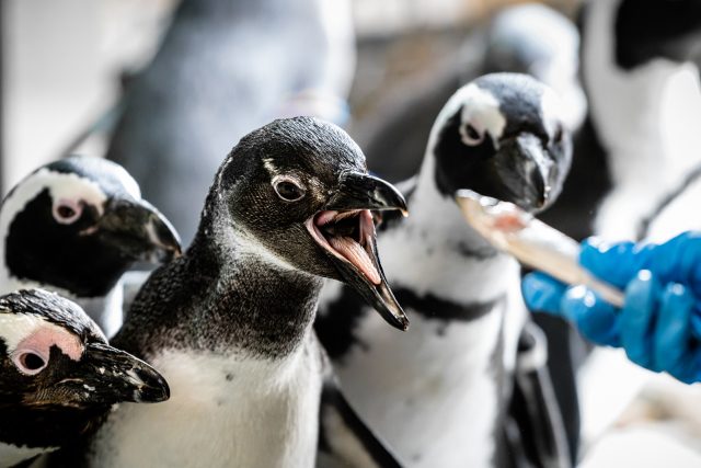 Tučňák brýlový při krmení | foto: Helena Hubáčková - Safari Park Dvůr Králové