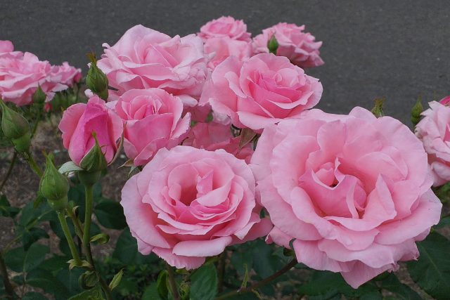 Růže přímo růžové | foto: Stanislava Brádlová,  Český rozhlas