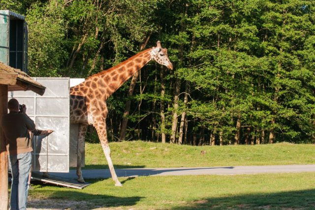 Žirafy se vrátily do safari | foto: Monika Darvašová