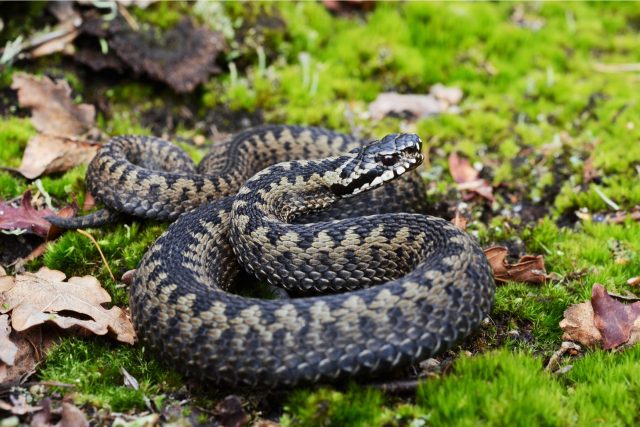 Opravdu hadi vylézají přesně na svatého Jiří? | foto: Shutterstock