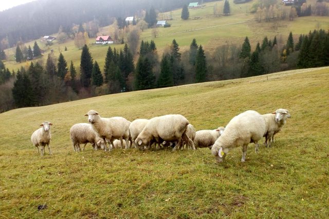 Na návštěvu se vydáme s redaktorkou Eliškou Pilařovou vysoko do hor za starým uměním vlnařským a zpracováním ovčí vlny | foto: Eliška Pilařová,  Český rozhlas