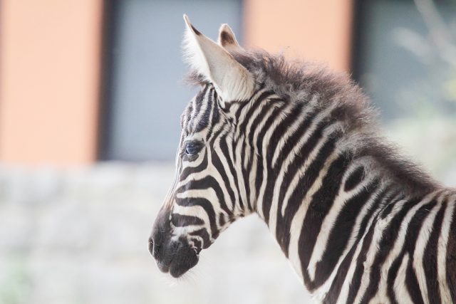 Safari Park Dvůr Králové chová kromě zeber kapských všechny druhy a poddruhy zeber | foto: Simona Jiřičková