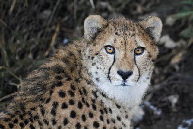 Stěhování gepardů v Safari Parku Dvůr Králové | foto: Simona Jiřičková