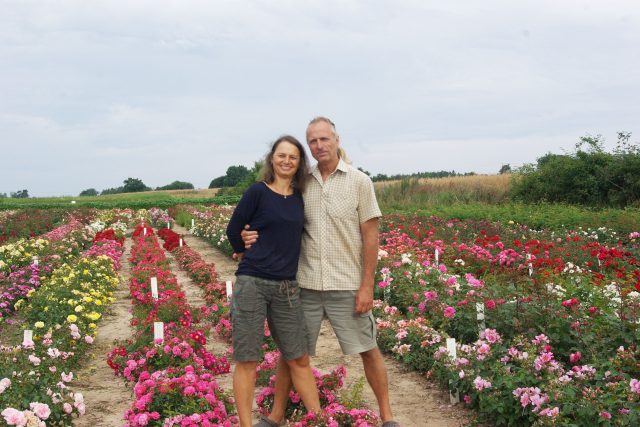 Růže a manželé Pelcovi patří k sobě | foto: Vladislava Wildová,  Český rozhlas