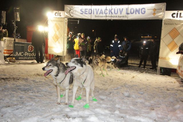 Mezinárodní závod psích spřežení Šediváčkův long v Orlických horách | foto: archiv Mezinárodního závodu psích spřežení Šediváčkův long