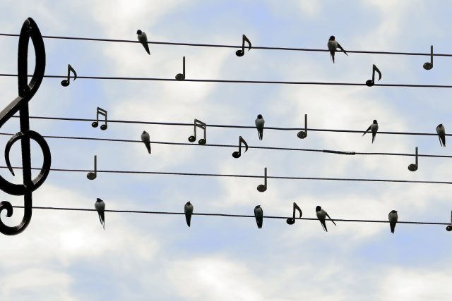 Hudba,  ptáci,  hudební motiv,  hudební osnova | foto: Fotobanka Pixabay