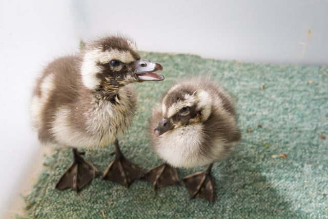 Mláďata vzácné husice modrokřídlé v Safari Parku Dvůr Králové | foto: Simona Jiřičková