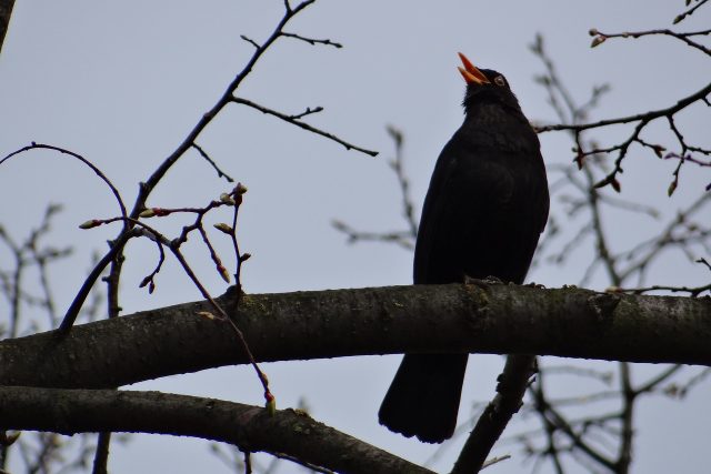 První májová neděle je Dnem ptačího zpěvu - kos černý | foto: Fotobanka Pixabay