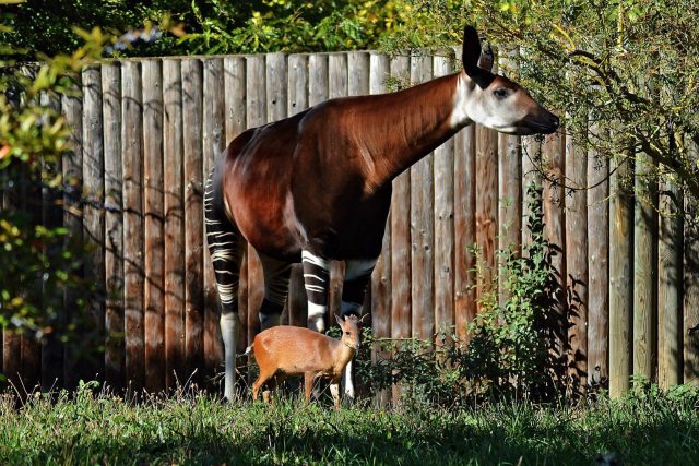 Vzácné okapi pomáhá Safari Park Dvůr Králové chránit přímo ve volné přírodě | foto: Kateřina Lochovská