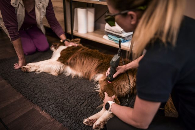 Rehabilitací ulevíme psím seniorům od bolesti a posílíme jejich svaly | foto: Canine Centrum - Fyzioterapie,  rehabilitace a aquaterapie psů